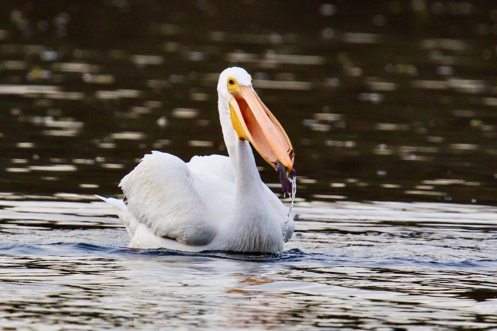 American White Pelican Eats a Fish #1 by Mick Thompson1 is licensed under CC BY-NC 2.0.